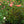 Load image into Gallery viewer, Fruity Petals Climbing Rose