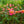 Load image into Gallery viewer, Fruity Petals Climbing Rose