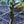 Load image into Gallery viewer, Fuji Apple Tree