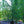 Load image into Gallery viewer, Fuji Apple Tree