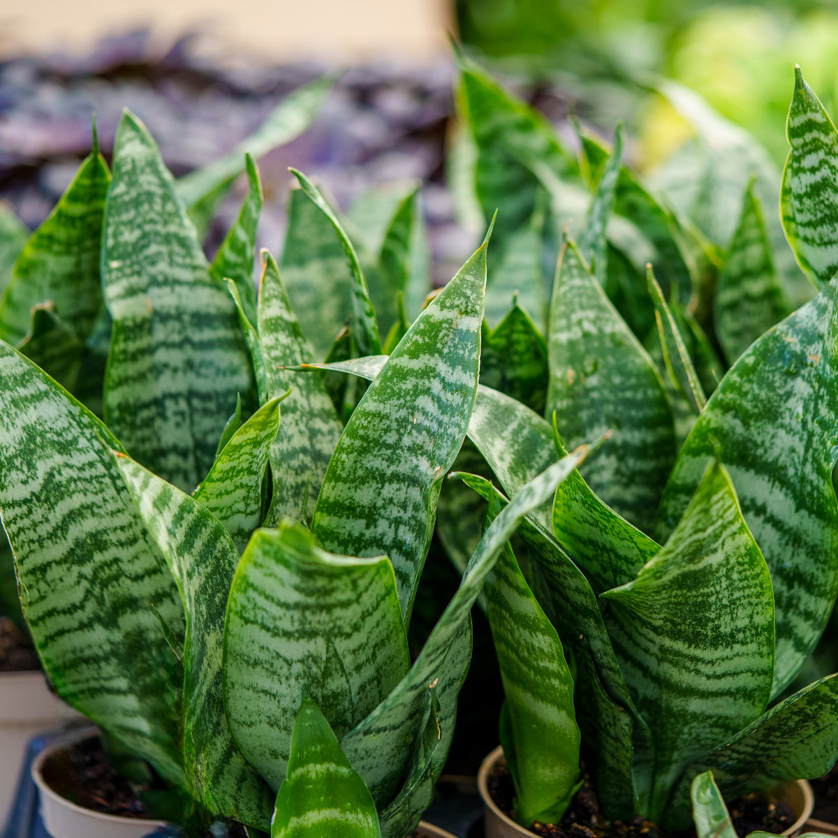 Futura Robusta Snake Plant – Plant Detectives