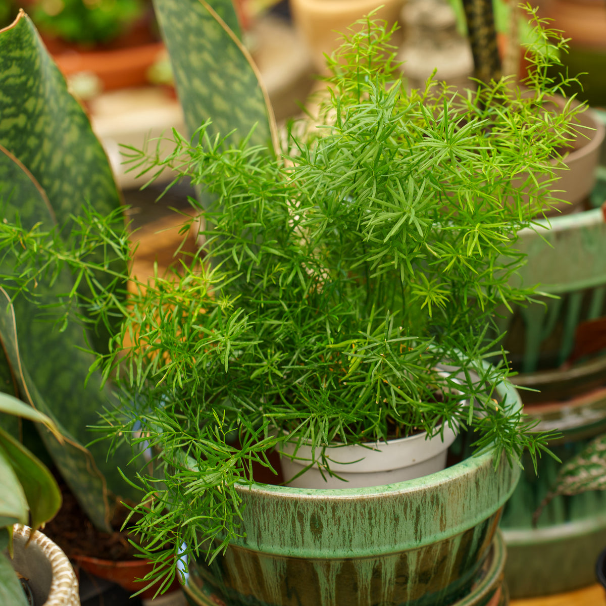 is asparagus fern an indoor plant Fuzzy Fern Frizz Asparagus Fern – Plant Detectives