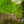 Load image into Gallery viewer, Fuzzy Fern Frizz Asparagus Fern