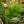 Load image into Gallery viewer, Fuzzy Fern Frizz Asparagus Fern