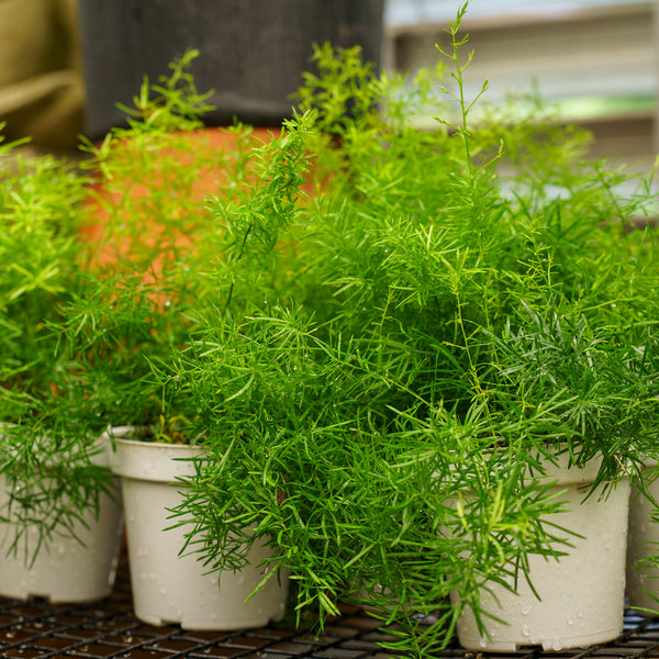 Fuzzy Fern Frizz Asparagus Fern