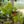 Load image into Gallery viewer, Fuzzy Petiole Philodendron
