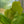 Load image into Gallery viewer, Fuzzy Petiole Philodendron