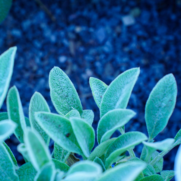 Fuzzy Wuzzy Lamb's Ear