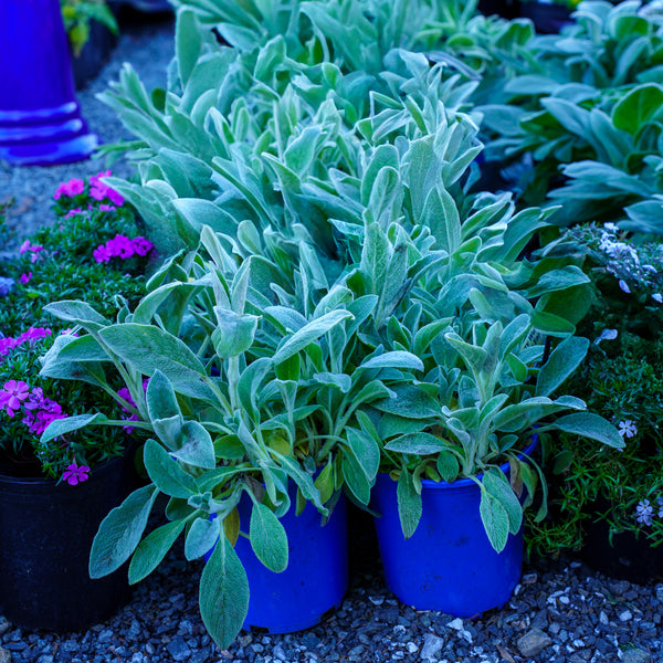 Fuzzy Wuzzy Lamb's Ear