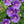 Load image into Gallery viewer, Geranium