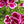 Load image into Gallery viewer, Geranium