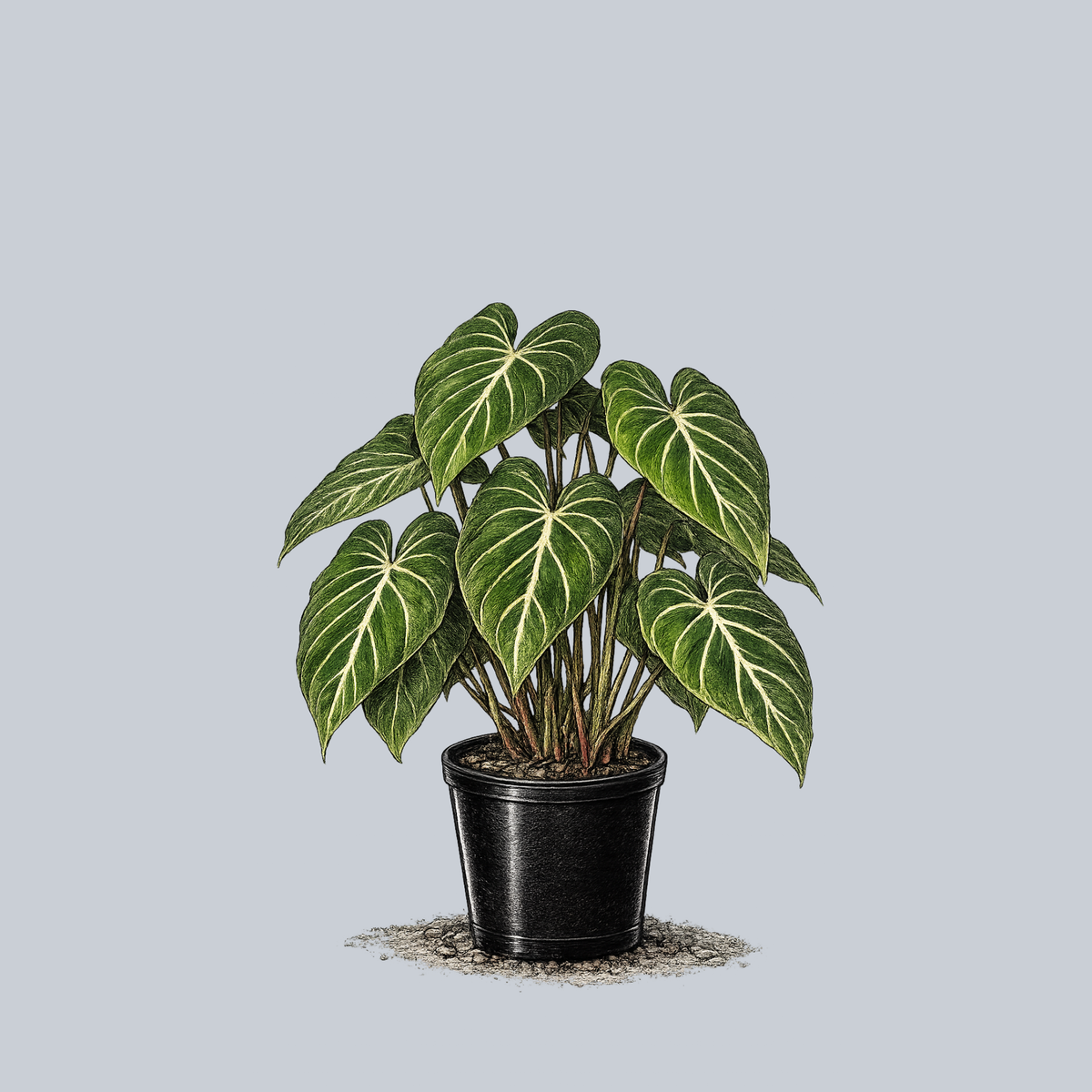 philodendron gloriosum size Gloriosum Philodendron – Plant Detectives
