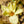 Load image into Gallery viewer, Golden Gift Magnolia - Magnolia - Flowering Trees