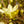Load image into Gallery viewer, Golden Gift Magnolia - Magnolia - Flowering Trees