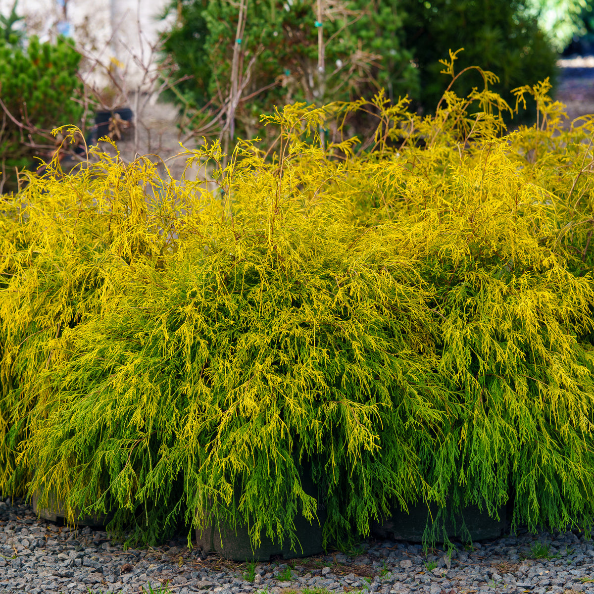 Golden Charm Threadleaf Cypress – Plant Detectives