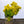 Load image into Gallery viewer, Golden Euonymus - Euonymus - Shrubs
