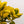 Load image into Gallery viewer, Golden Euonymus - Euonymus - Shrubs
