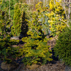 Golden Hinoki Cypress - Cypress - Conifers