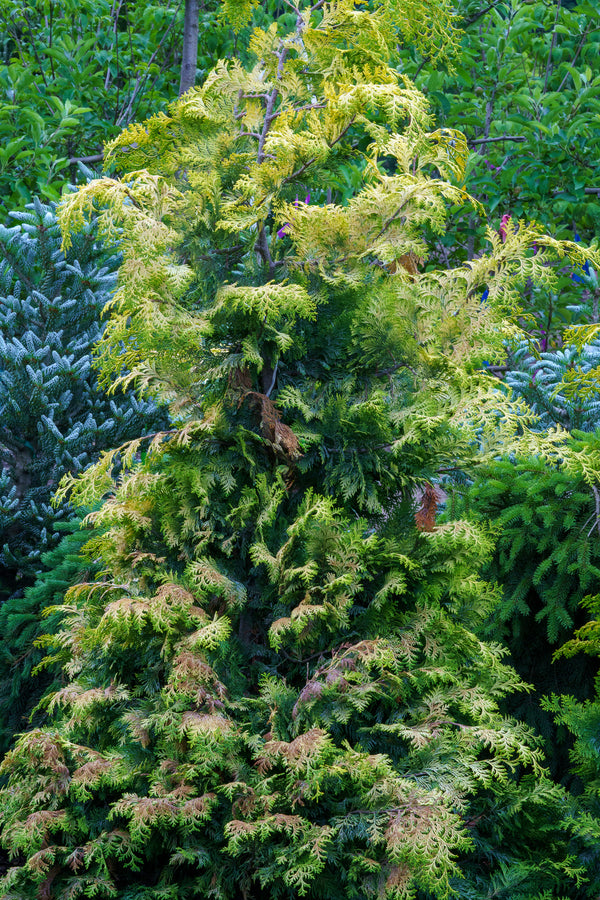 Golden Hinoki False Cypress - Cypress - Conifers