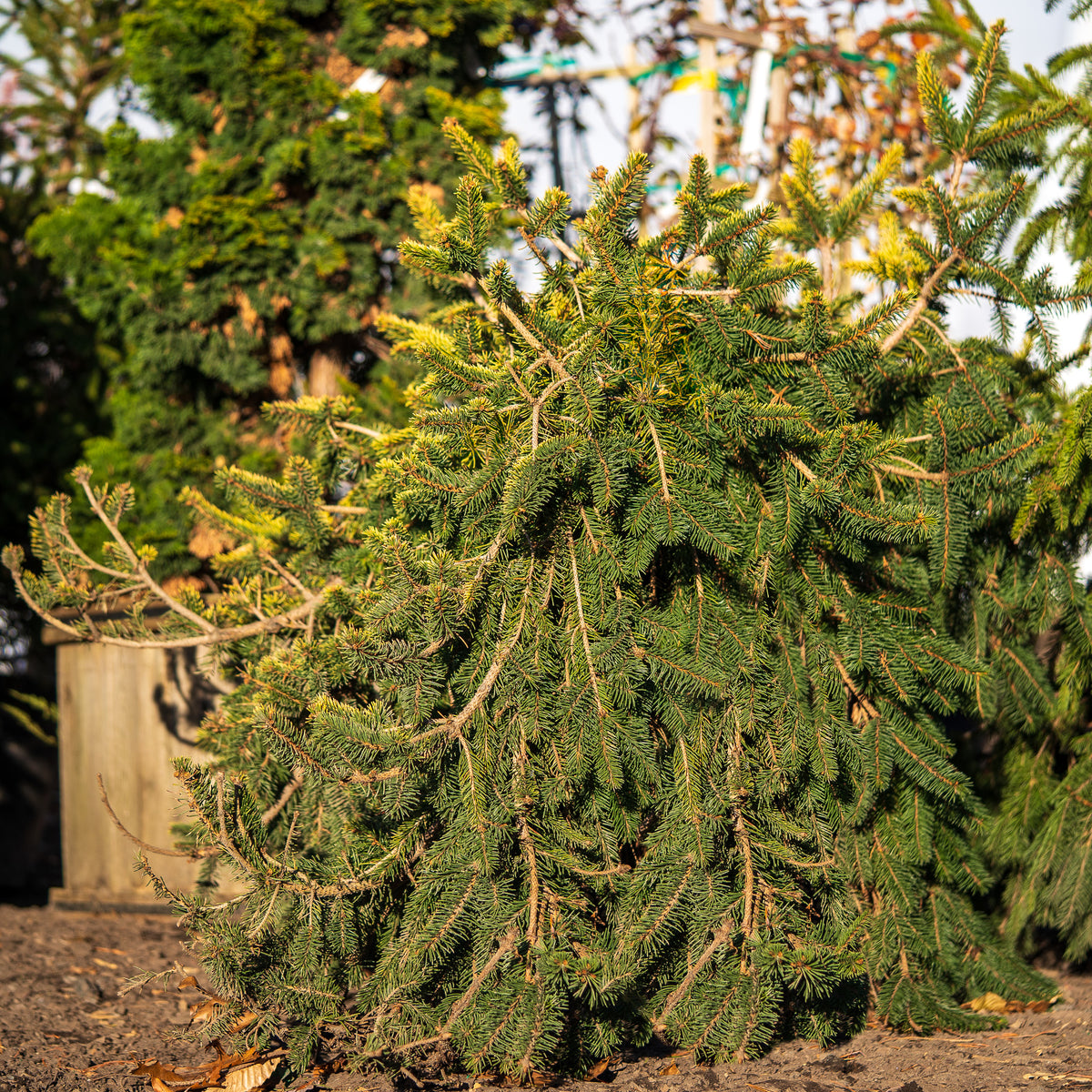 Gold Drift Norway Spruce – Plant Detectives