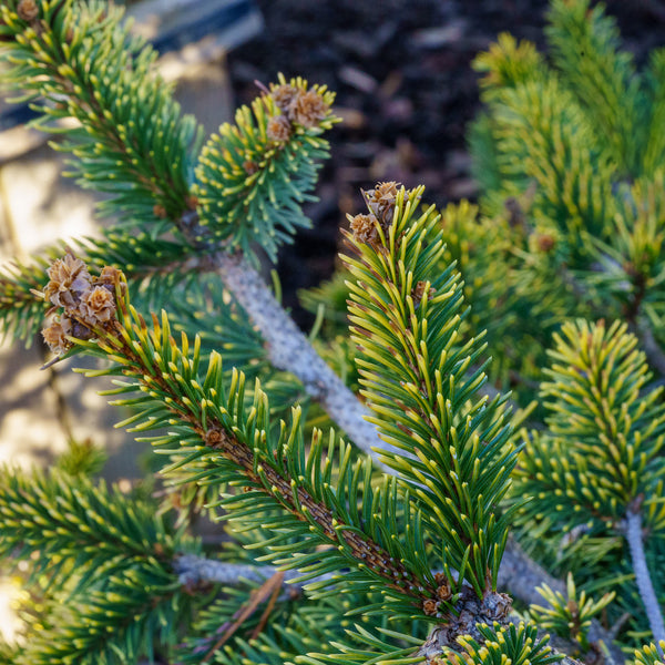 Gold Drift Norway Spruce - Spruce - Conifers