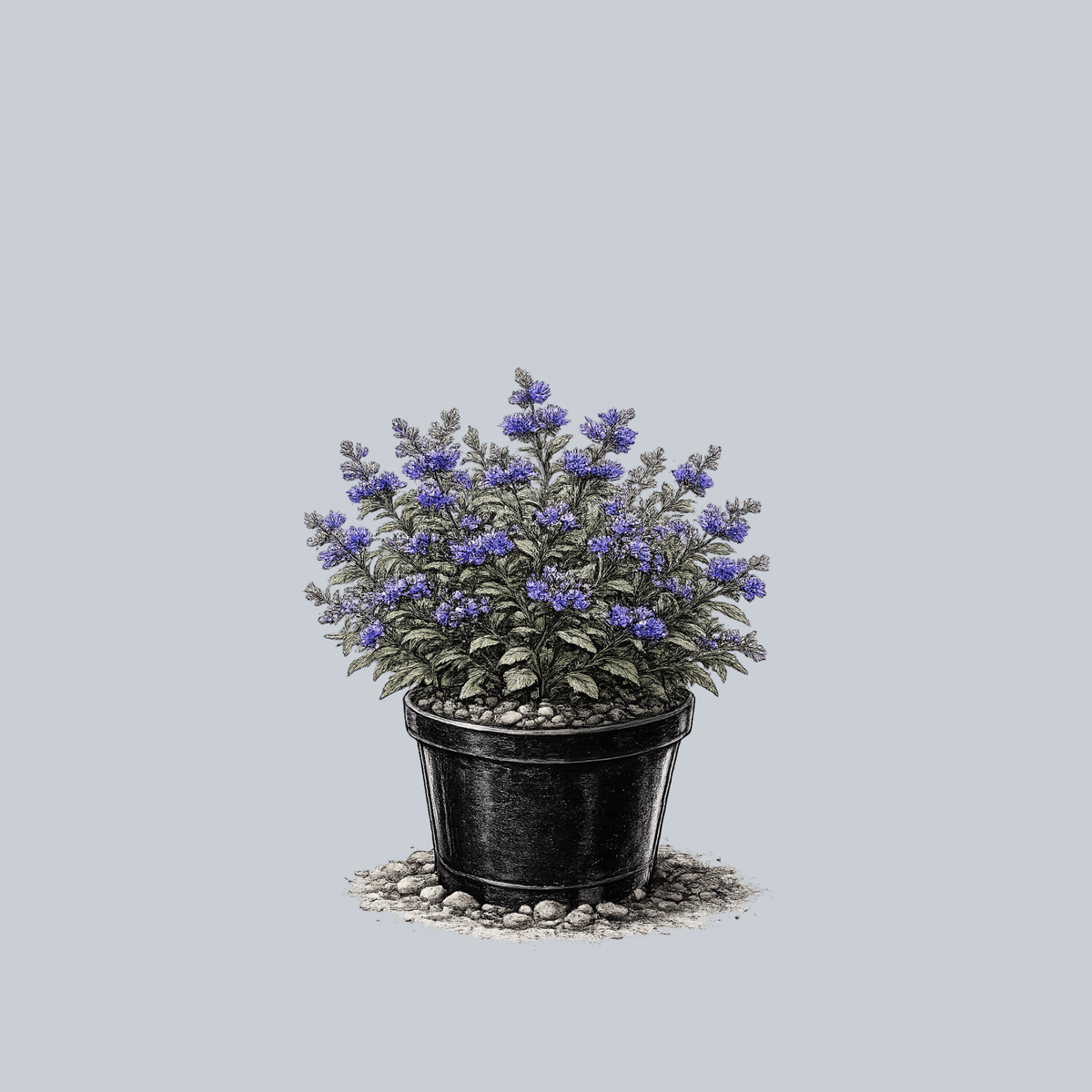 Grand Bleu Bluebeard – Plant Detectives