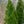 Load image into Gallery viewer, Green Columnar Juniper - Juniper - Conifers
