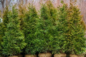 Green Giant Arborvitae Row