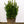 Load image into Gallery viewer, Green Spire Euonymus - Euonymus - Shrubs
