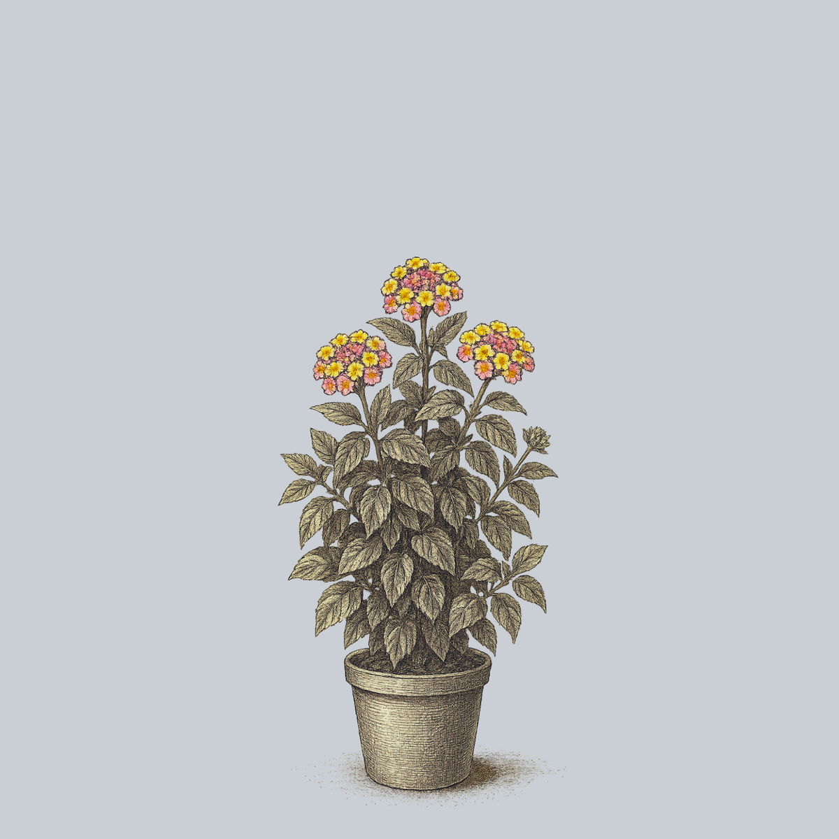 lantana house plant Greg Grant Lantana – Plant Detectives