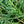 Load image into Gallery viewer, Grey Owl Juniper - Juniper - Conifers
