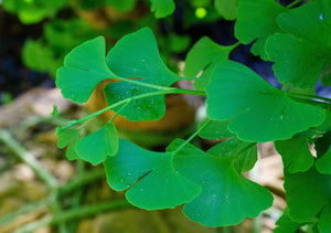 Grindstone Ginkgo Leaves