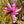 Load image into Gallery viewer, Galaxy Magnolia - Magnolia - Flowering Trees