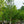 Load image into Gallery viewer, Galaxy Magnolia