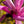 Load image into Gallery viewer, Galaxy Magnolia - Magnolia - Flowering Trees