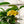 Load image into Gallery viewer, Gardenia