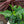 Load image into Gallery viewer, Gardenia