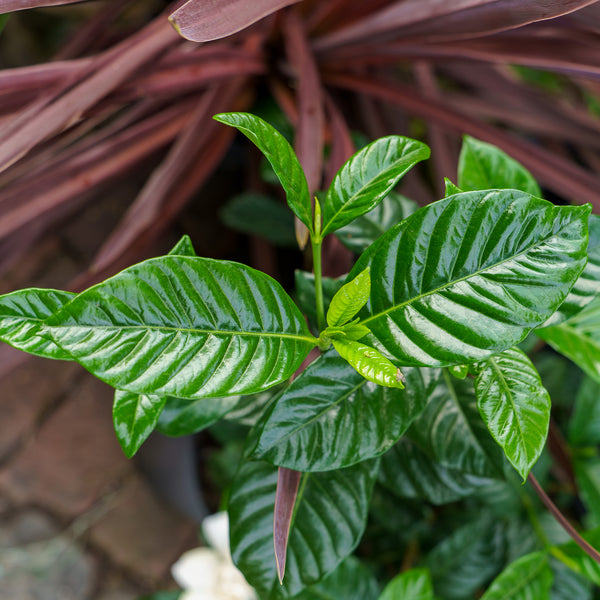 Miami Supreme Gardenia