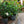 Load image into Gallery viewer, Gardenia