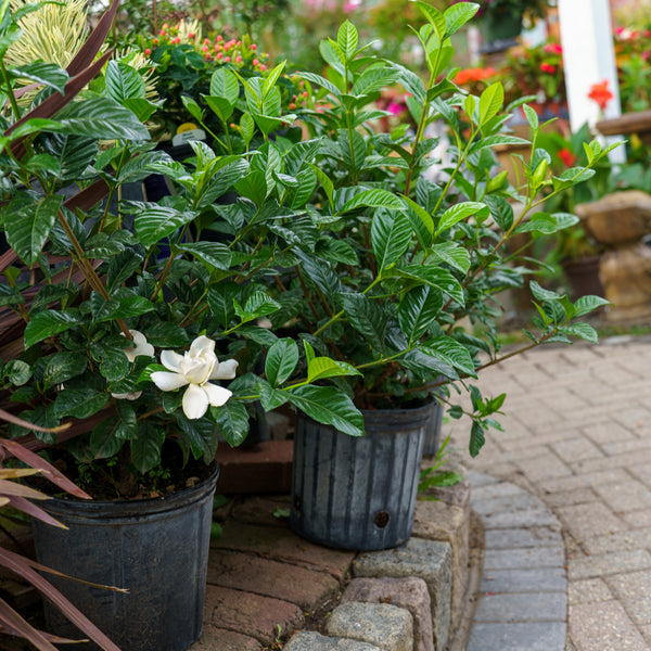 Miami Supreme Gardenia