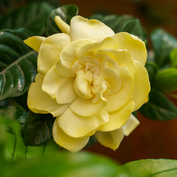 Gardenia