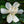 Load image into Gallery viewer, Gardenia