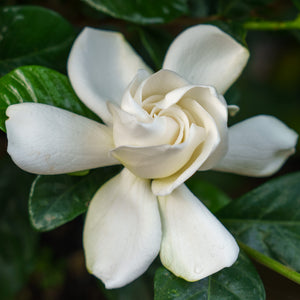Miami Supreme Gardenia