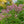 Load image into Gallery viewer, Gateway Joe-Pye Weed