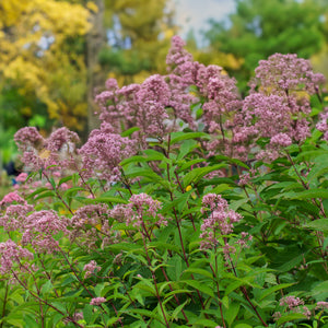 Gateway Joe-Pye Weed