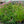 Load image into Gallery viewer, Gateway Joe-Pye Weed
