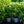 Load image into Gallery viewer, Gatsby Gal Oakleaf Hydrangea
