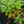 Load image into Gallery viewer, Gatsby Gal Oakleaf Hydrangea
