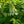 Load image into Gallery viewer, Gatsby Gal Oakleaf Hydrangea