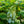 Load image into Gallery viewer, Gatsby Gal Oakleaf Hydrangea